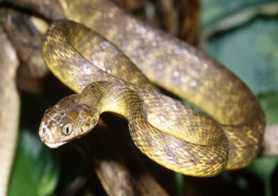 الثعابين البنية انتقلت إلى غوام في سفينة شحن بعد الحرب العالمية الثانية وأصبح عددها 2 مليون ثعبان تسيطر على الجزيرة وتلتهم الطيور